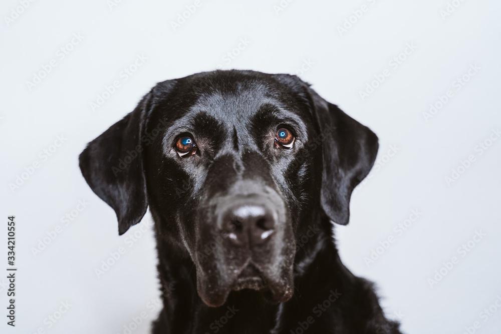 portrait of beautiful black labrador dog at home. white background, pets indoors