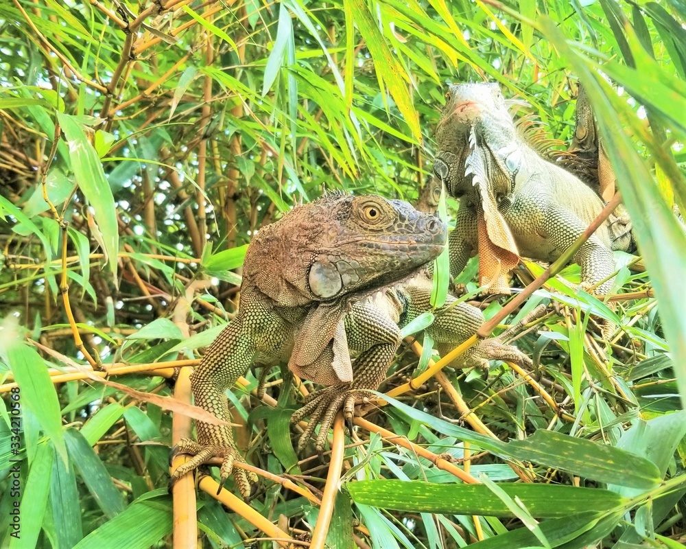 Obraz premium Fierce Iguana