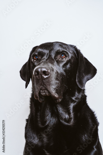 portrait of beautiful black labrador dog at home. white background  pets indoors