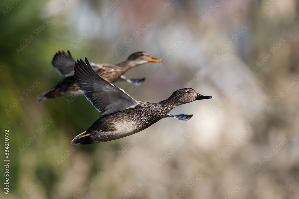 Pair of Gadwall in fly. Their Latin name are Mareca strepera. Pair of Gadwall in fly. Their Latin name are Mareca strepera.