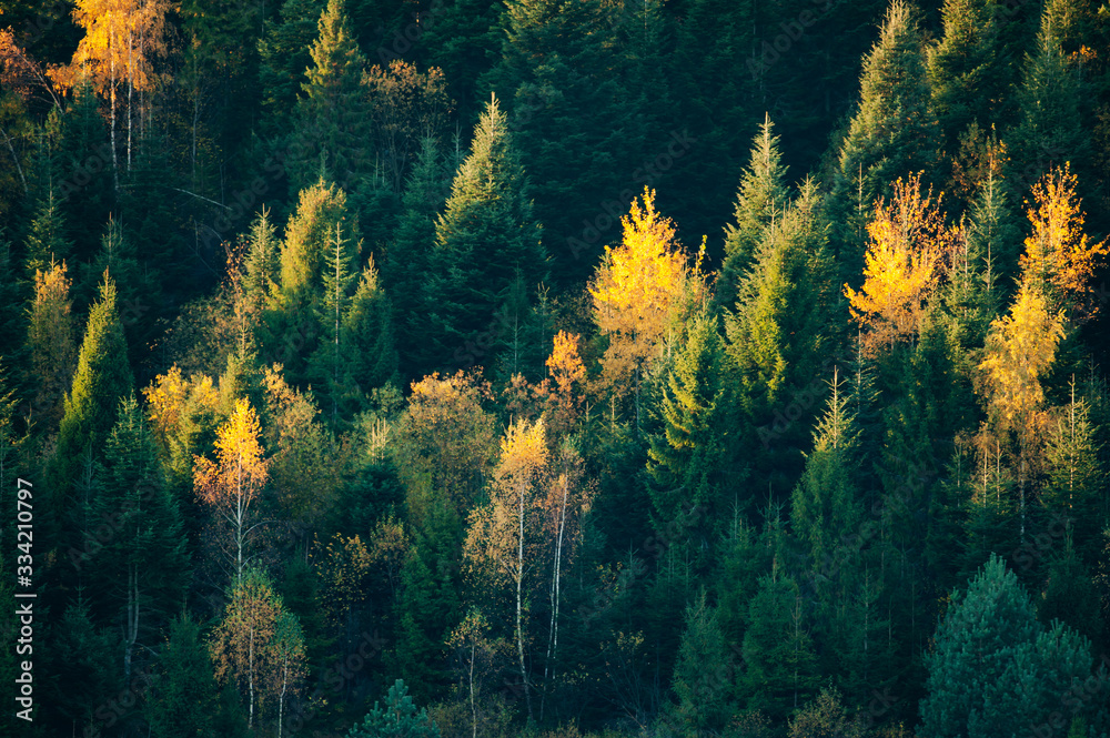 Beautiful evergreen forest with fir trees and orange birches in autumn time. Nature background, landscape photography