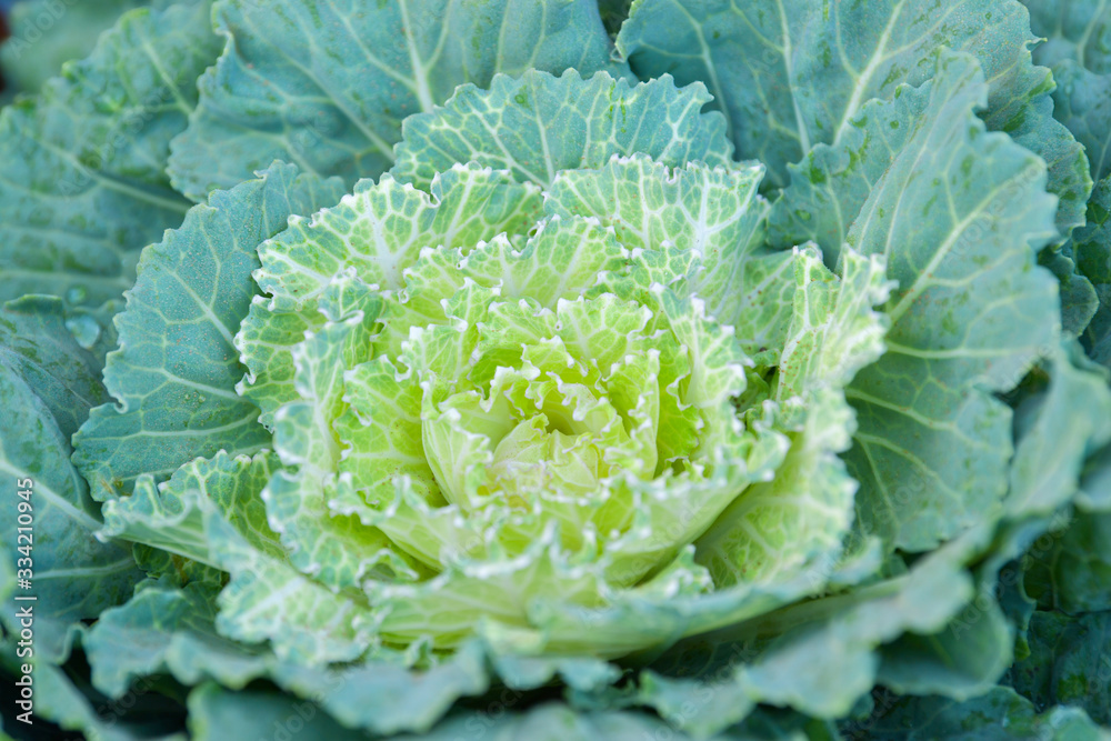 Cabbage ornamental in garden Cabbage ornamental in garden