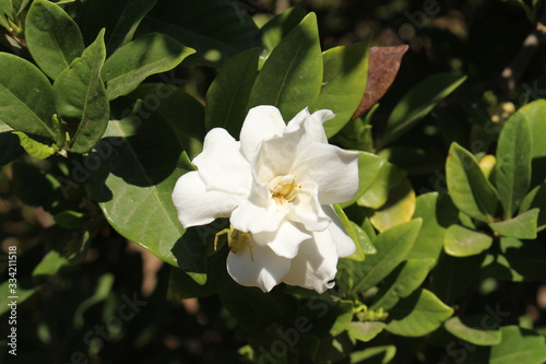 White "Gardenia" flower in Crete Island, Greece. 