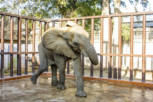 Elephant is having fun while walking at zoo photo