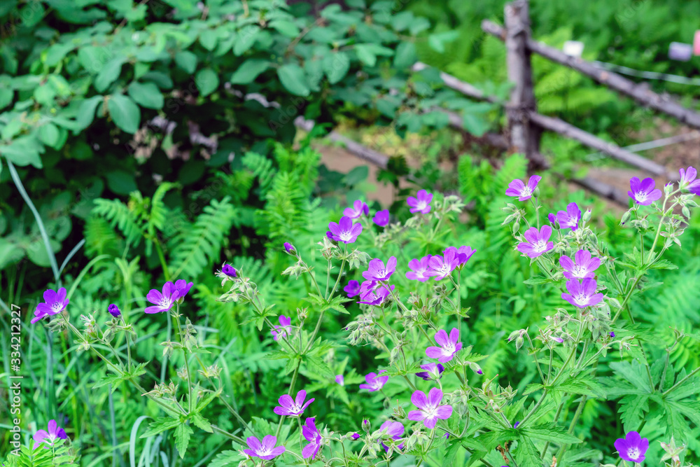 Lilac flowers of field geranium or marsh geranium. Lilac flowers of field geranium or marsh geranium.
