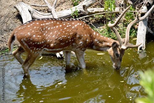 Visayan spotted Deer standing in a river, India photo