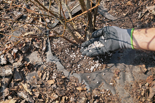 A gloved hand spreading fertilizer under the plant. Fertilizing shrubs in early spring before vegetation. photo