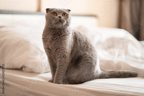 Scottish fold cat, smoky color. Home decor, sitting on the bed and looking up