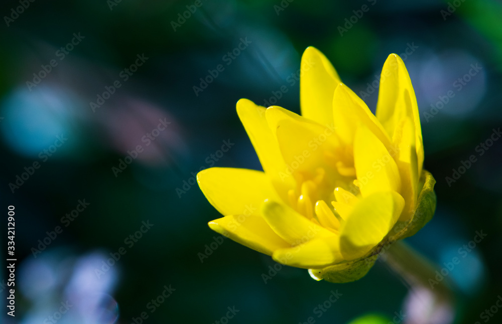 Obraz premium Macro photography