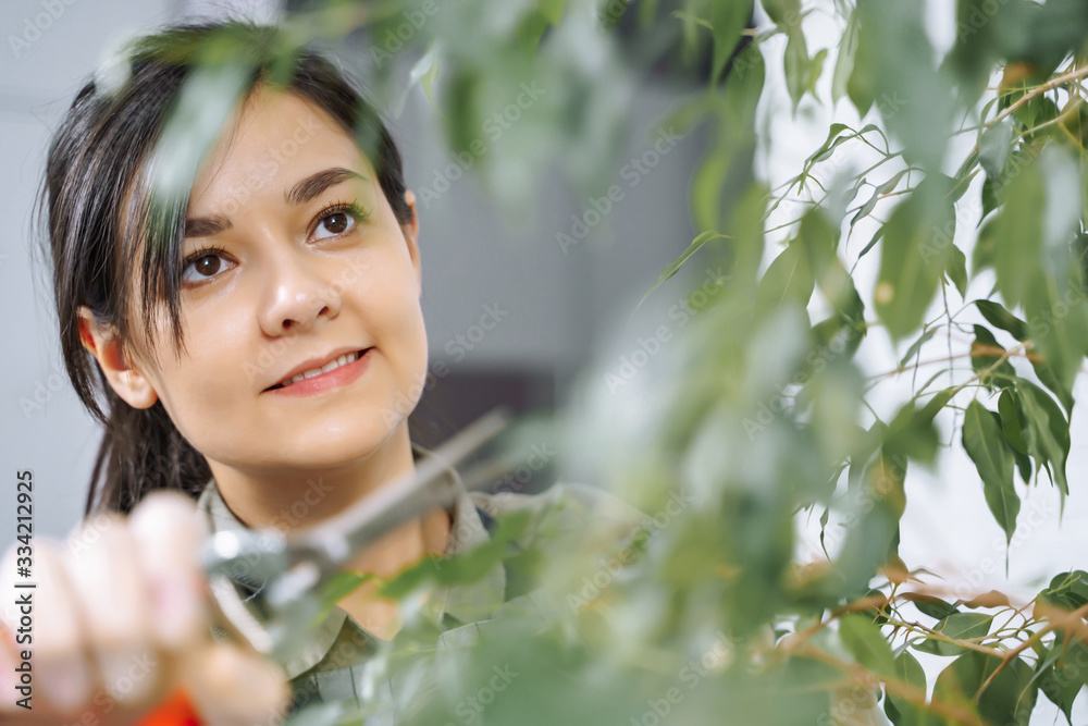 Portrait of a young woman gardener removing dry branches from a houseplant with a pruner at home Portrait of a young woman gardener removing dry branches from a houseplant with a pruner at home