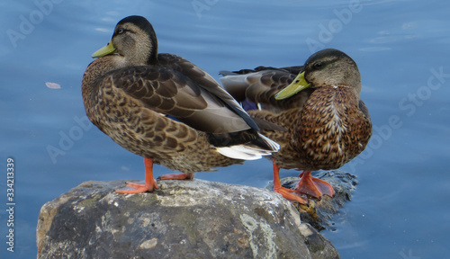 Obraz na plátně Portrait of two ducks standing on a stone