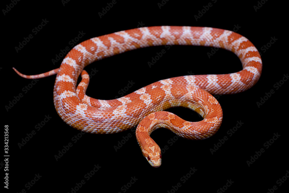 Pink corn Snake, Pantherophis guttatus, on black Pink corn Snake, Pantherophis guttatus, on black