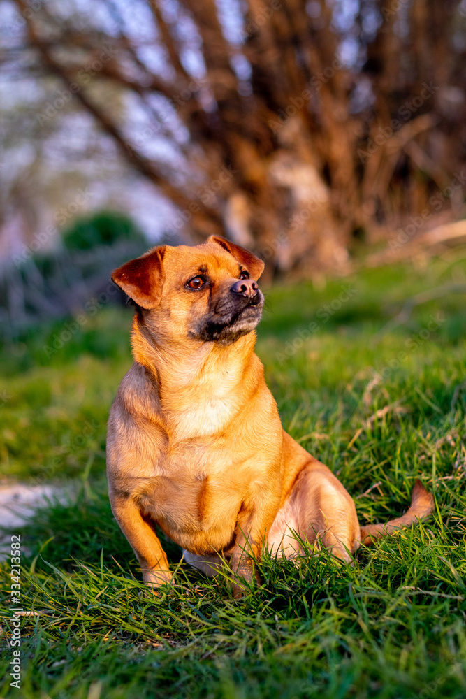 Cute dog looking into sun