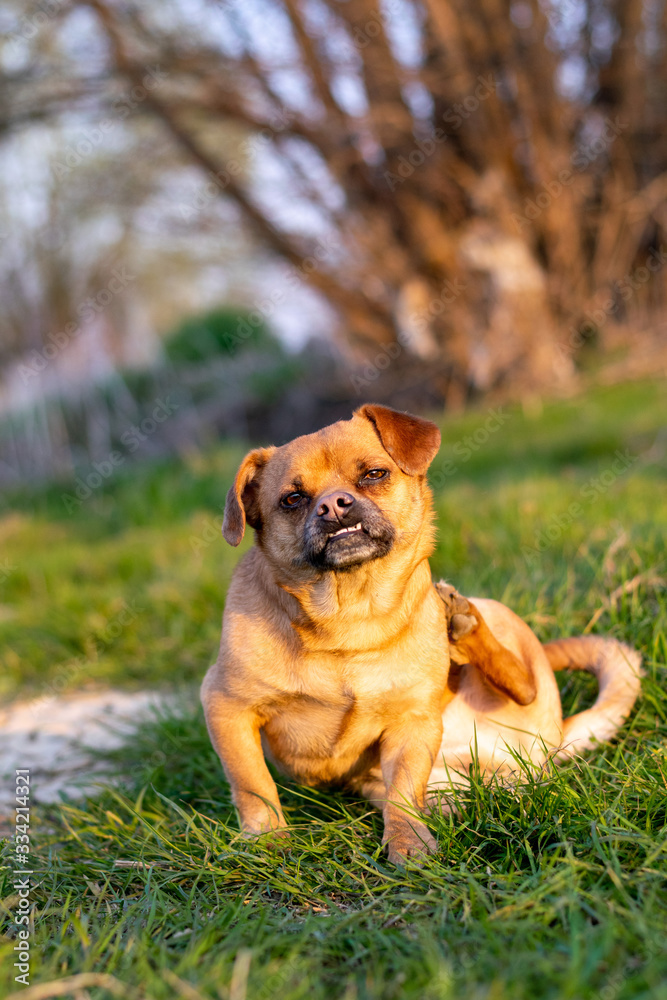 Cute dog scratching himself