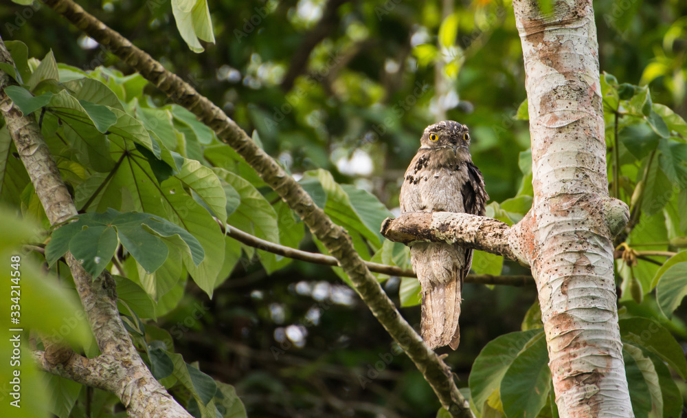 MONTES AZULES NATURAL SANCTUARY, CHIAPAS / MEXICO - MAY 16, 2019. Potoo (Nyctibius griseus) resting during the day at shore of the Lacantun river. This are nocturnal birds related to nightjars. MONTES AZULES NATURAL SANCTUARY, CHIAPAS / MEXICO - MAY 16, 2019. Potoo (Nyctibius griseus) resting during the day at shore of the Lacantun river. This are nocturnal birds related to nightjars.