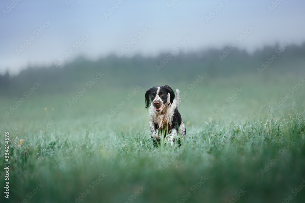 the dog runs across the field. Springer Spaniel plays in nature. Fog, morning. the dog runs across the field. Springer Spaniel plays in nature. Fog, morning.