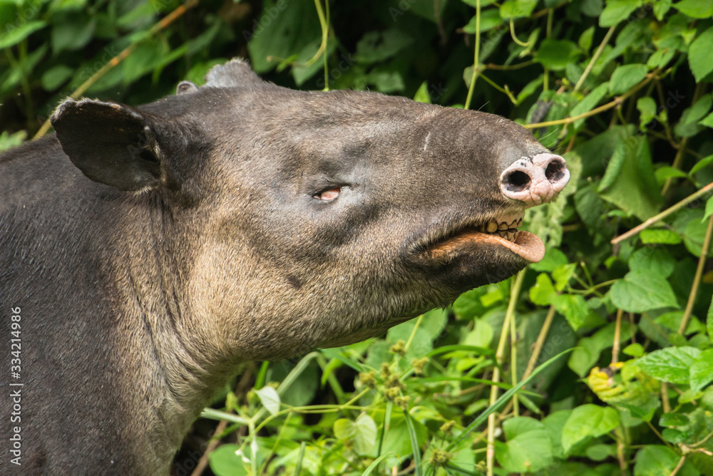 MONTES AZULES NATURAL SANCTUARY, CHIAPAS / MEXICO - MAY 17, 2019. Baird's  tapir (tapirus bairdii) feeding at the shore of the Lacantun river. This  impregnated female was attacked by a predator. Stock Photo | Adobe Stock