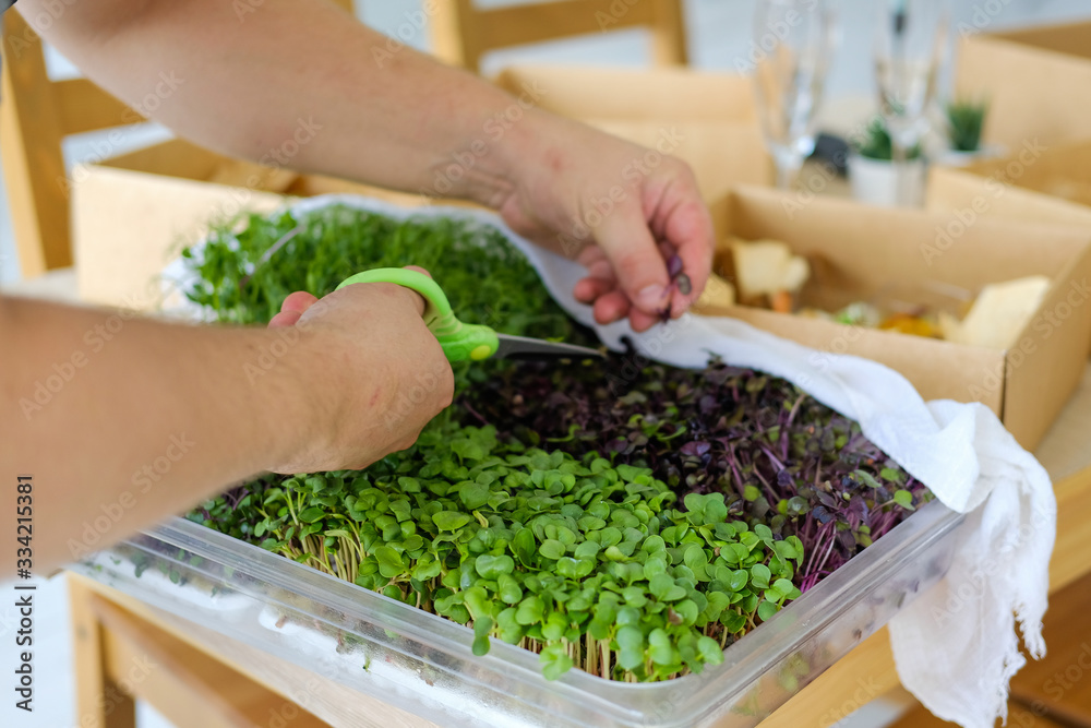Growing micro-green for food. Basil, peas, arugula in a box in the kitchen. Male hands with scissors in a close-up shot. Fresh herbs, healthy food, vegetarian.