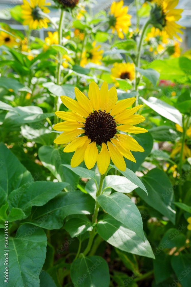 The yellow flower is called sunflower. This flower a group of Helianthus annuus. The yellow flower is called sunflower. This flower a group of Helianthus annuus.