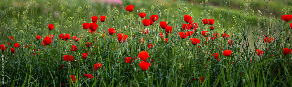 Fototapeta premium Allphotokz Poppy 20130517 2954 5DM3 PS