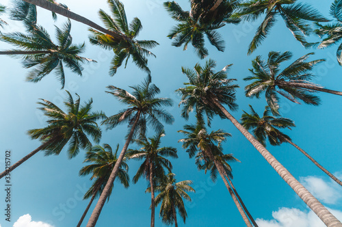 palm trees leaves on blue sky background