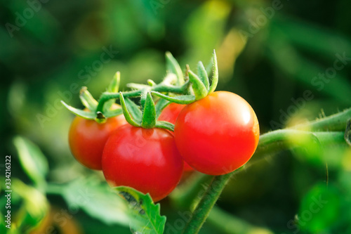 Cherry Tomatoes in the garden farm