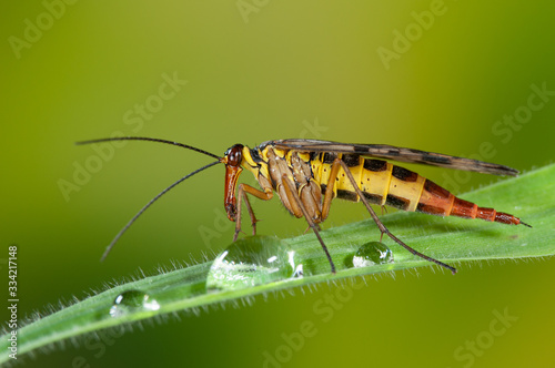 Weibchen einer Gemeinen Skorpionsfliege sitzt auf Gras