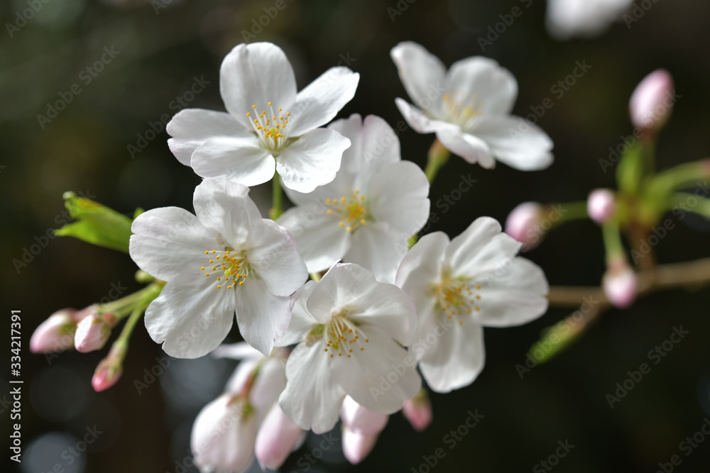 春に咲く満開の桜、ソメイヨシノ 春に咲く満開の桜、ソメイヨシノ