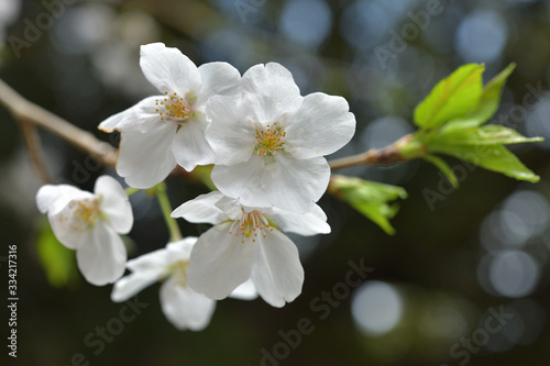 春に咲く満開の桜、ソメイヨシノ