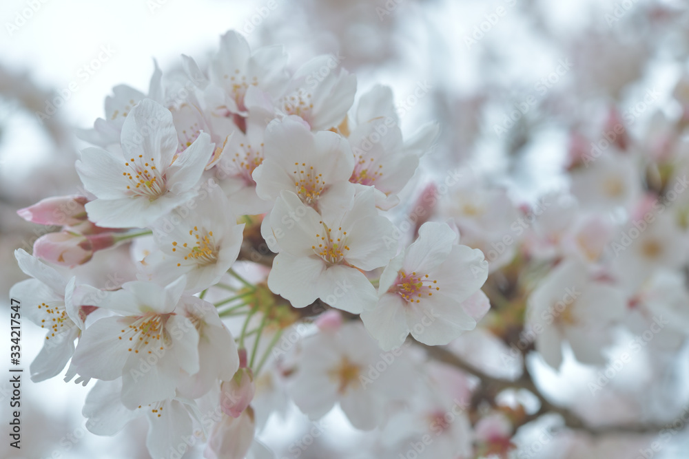 春に咲く満開の桜、ソメイヨシノ 春に咲く満開の桜、ソメイヨシノ