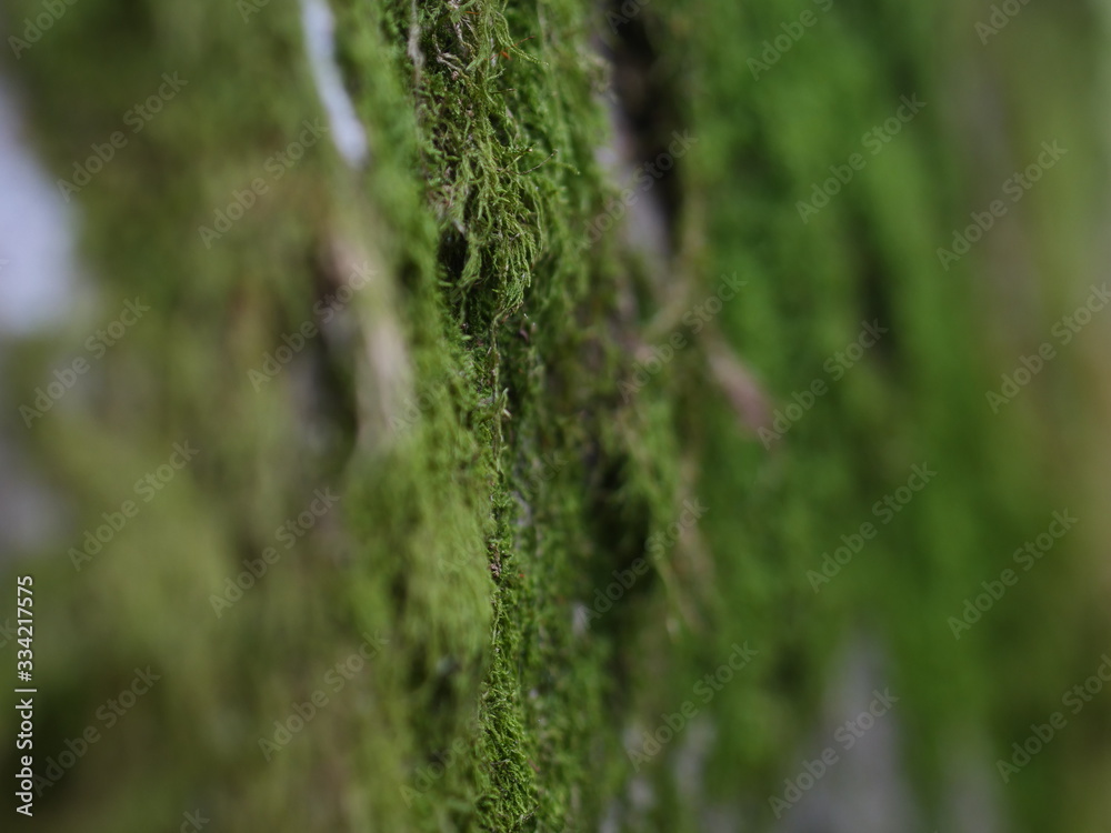 Green Closeup Moss on a Boulder in the Forest Green Closeup Moss on a Boulder in the Forest