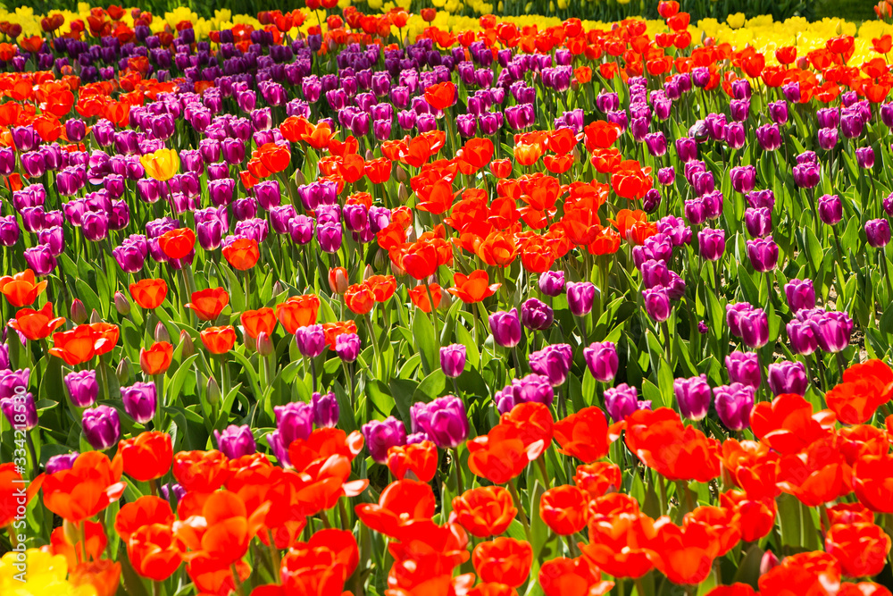 Filed of red yellow tulips at spring time