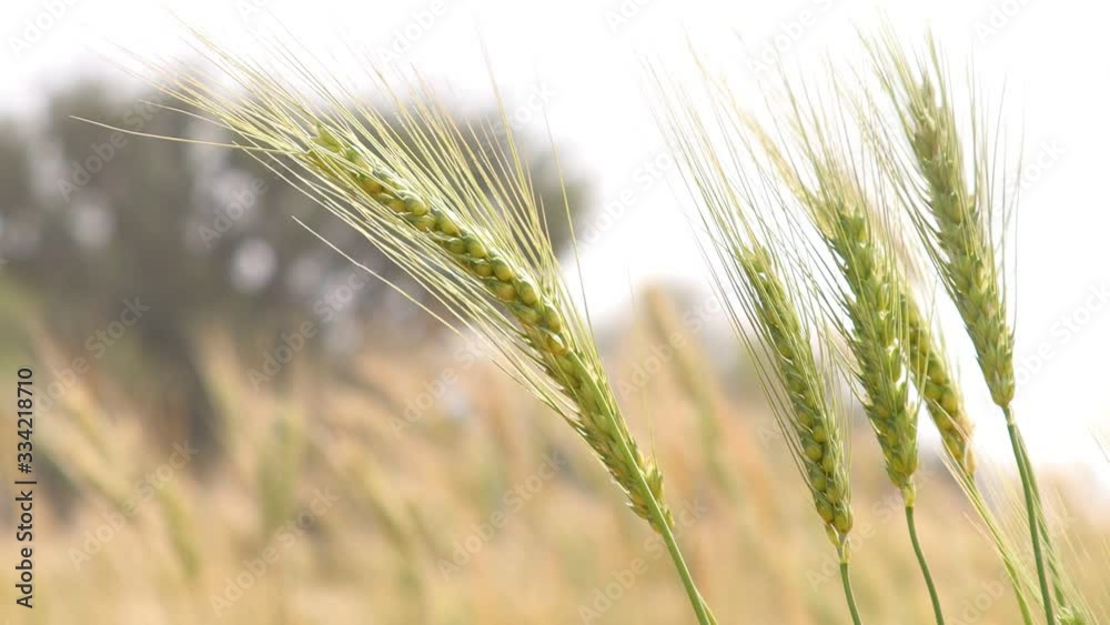 wheat ears shaking in agriculture field wheat ears shaking in agriculture field