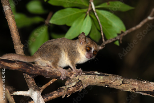 A little mouse lemur on a branch, taken at night