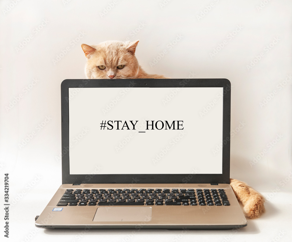 Words Hashtag Stay Home on computer screen and cat. Concept of self  quarantine at home as preventative measure against corona virus Covid 19  outbreak. Staying at home during pandemic Stock-Foto | Adobe