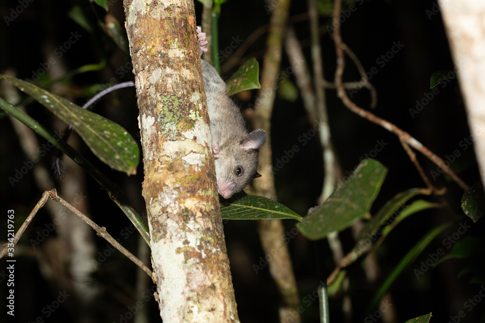 A Madagascar rat climbs on the branches of a tree