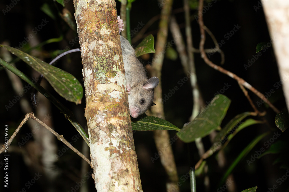 A Madagascar rat climbs on the branches of a tree A Madagascar rat climbs on the branches of a tree