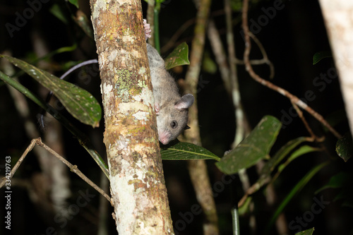 A Madagascar rat climbs on the branches of a tree