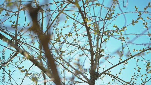 flower, eastern, spring