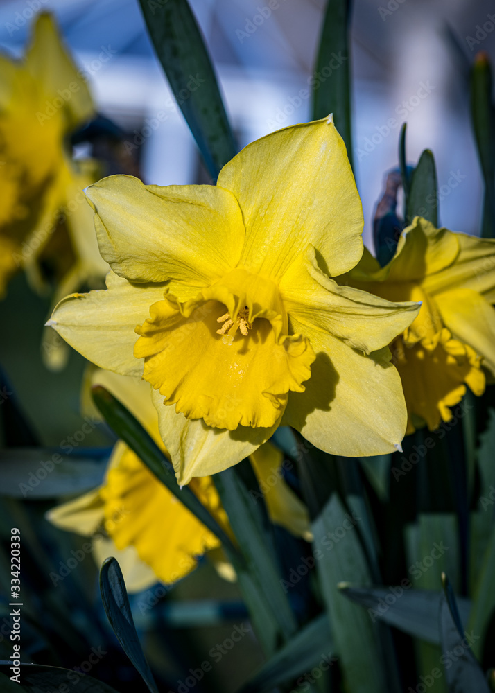 Fototapeta premium Daffodils