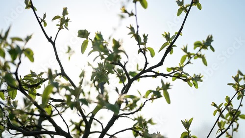 flower, eastern, spring