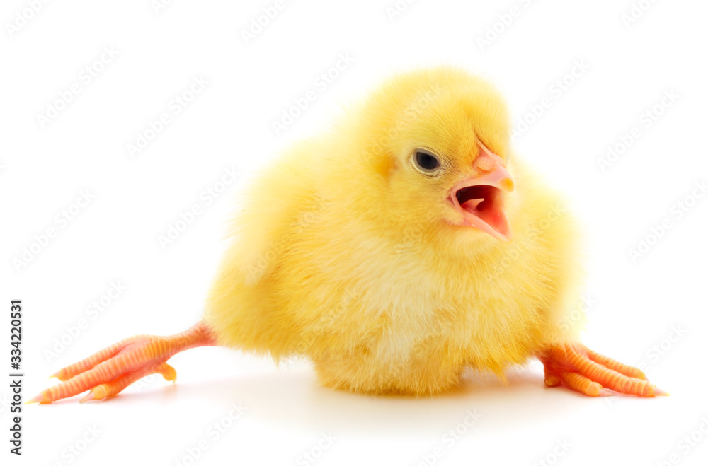 Obraz premium Little chick isolated.