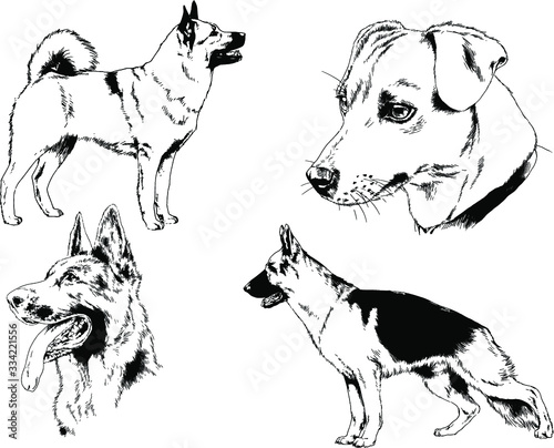 vector drawings sketches pedigree dog and cat drawn in ink by hand , objects with no background