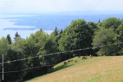 Aerial view of Lake Constance (Bodensee) from Pfaender Mountain in Bregenz, Vorarlberg, Austria. photo