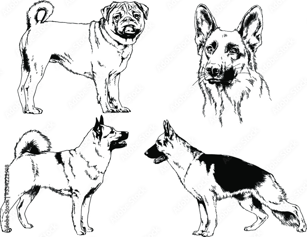 vector drawings sketches pedigree dog and cat drawn in ink by hand , objects with no background