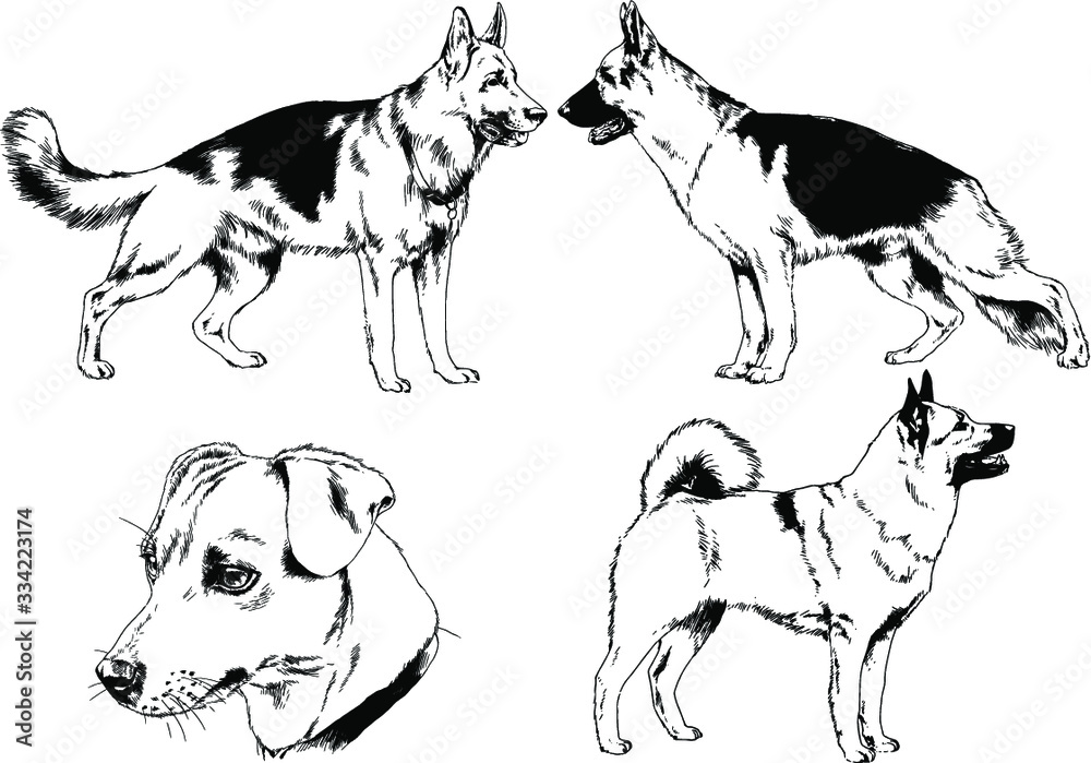 vector drawings sketches pedigree dog and cat drawn in ink by hand , objects with no background