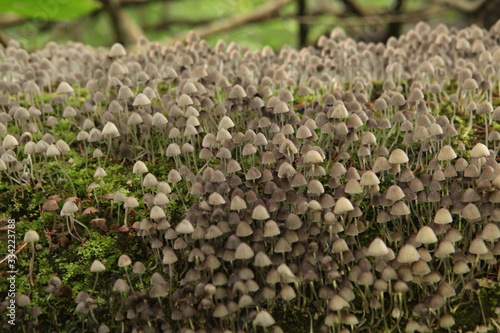 Group of small beautiful toxic mushrooms - mycena galopus in wild summer forest in Russia. Russian rural nature. Many toxic mushrooms - mycena galopus. Macro photo of mushrooms. Wallpaper, postcard photo