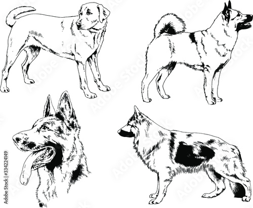 vector drawings sketches pedigree dog and cat drawn in ink by hand   objects with no background