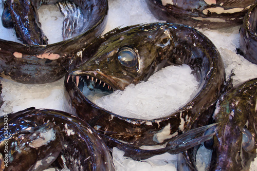 Black scabbard fish (aphanopus carbo) prepared for sale on ice at a fish counter in a supermarket on the island of Madeira photo