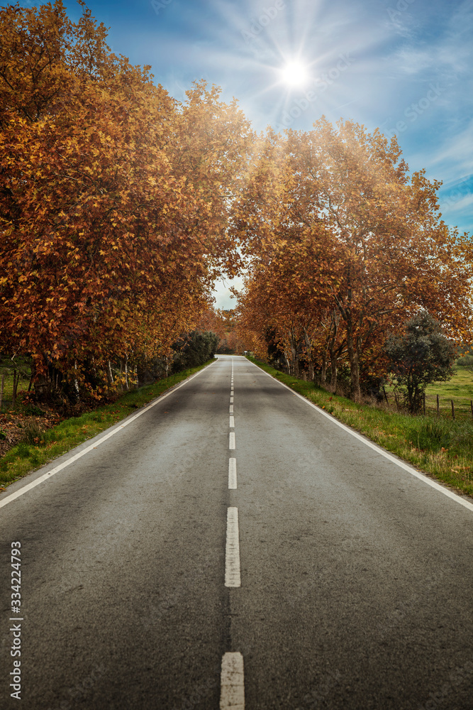 Autumn road in forest, sun rays, yellow fallen leaves, peace and quiet. Idyllic, background.